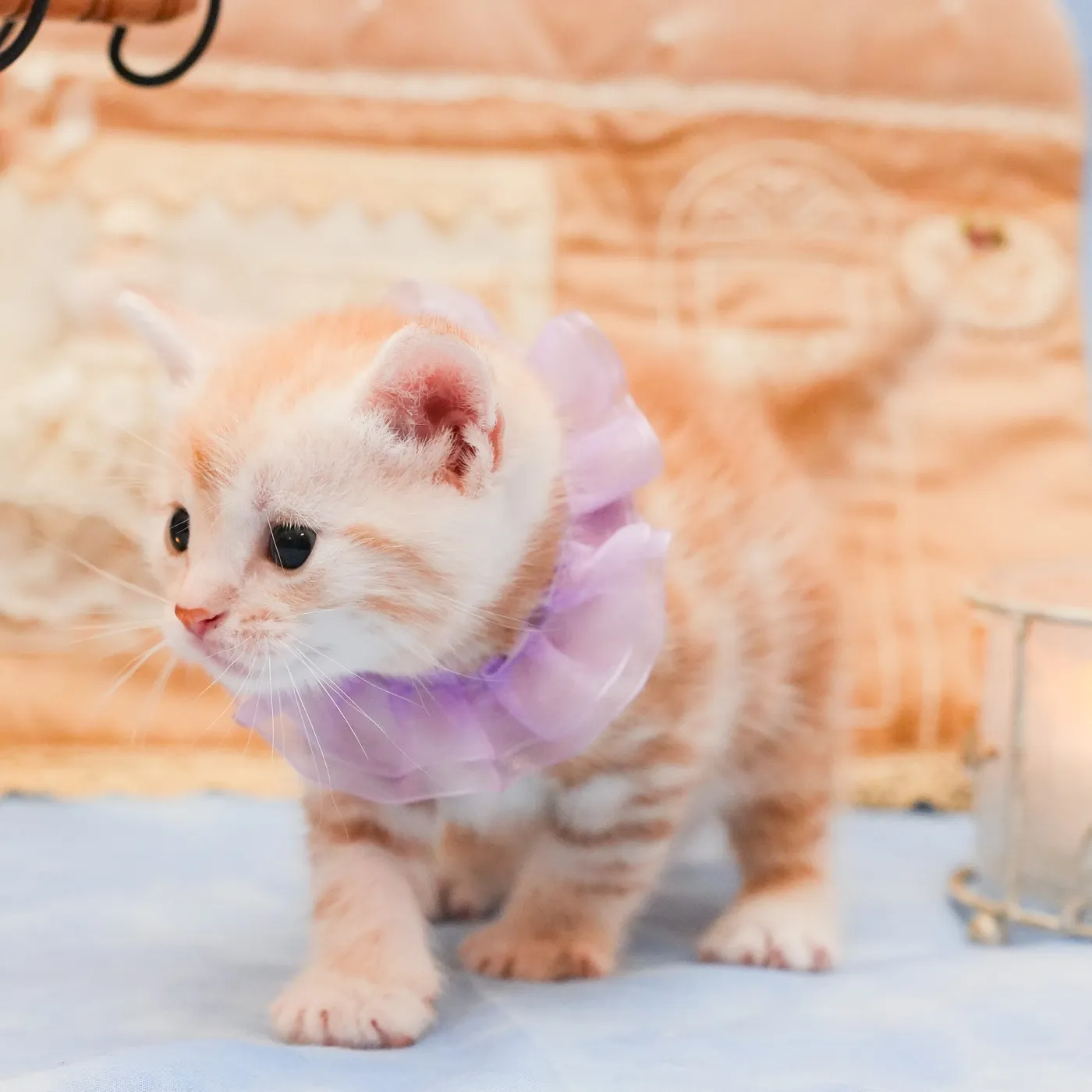 アメショーのパープルくんの写真4