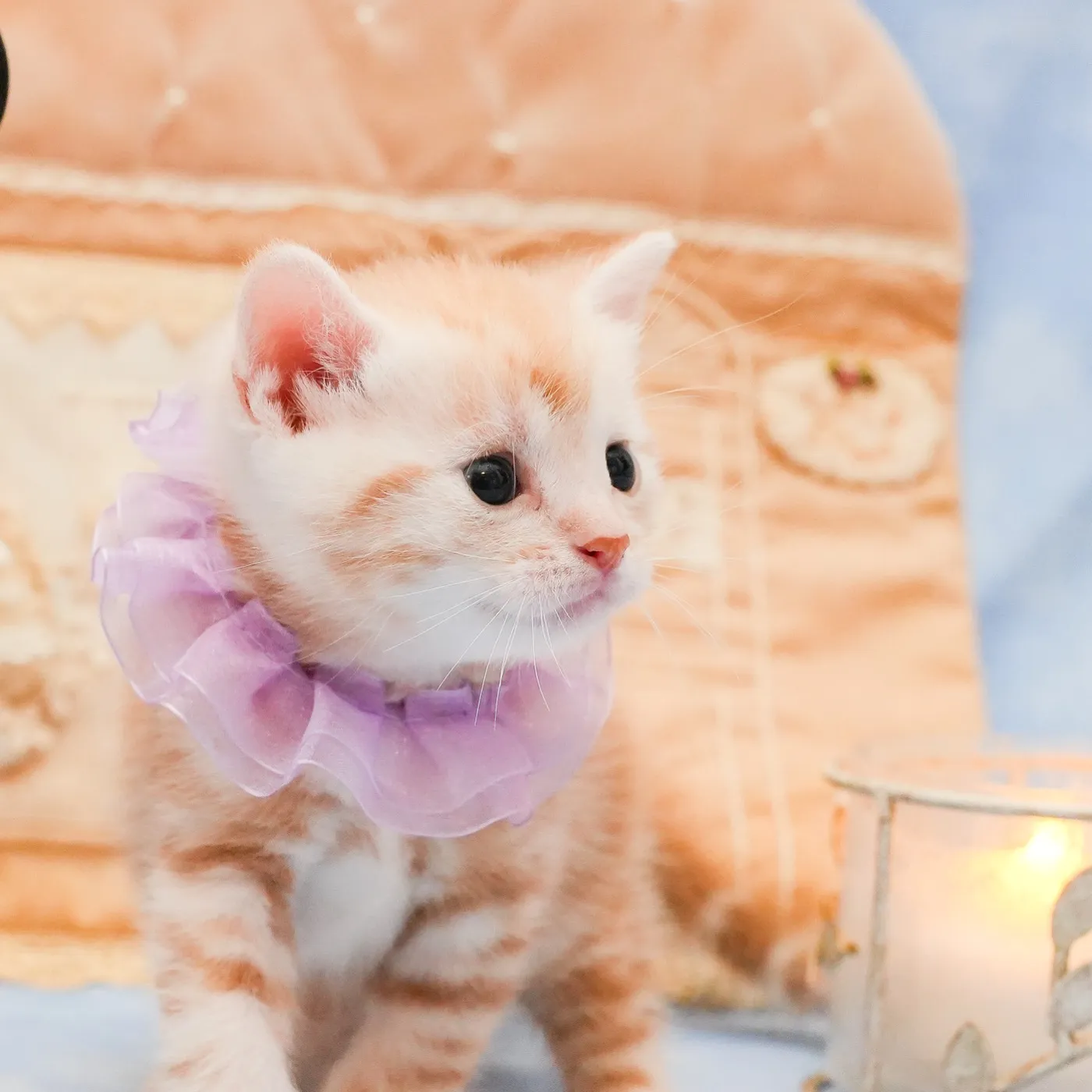 アメショーのパープルくんの写真5