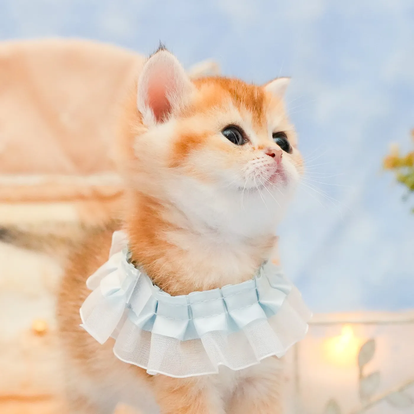 ブリティッシュのブルーくんの写真5