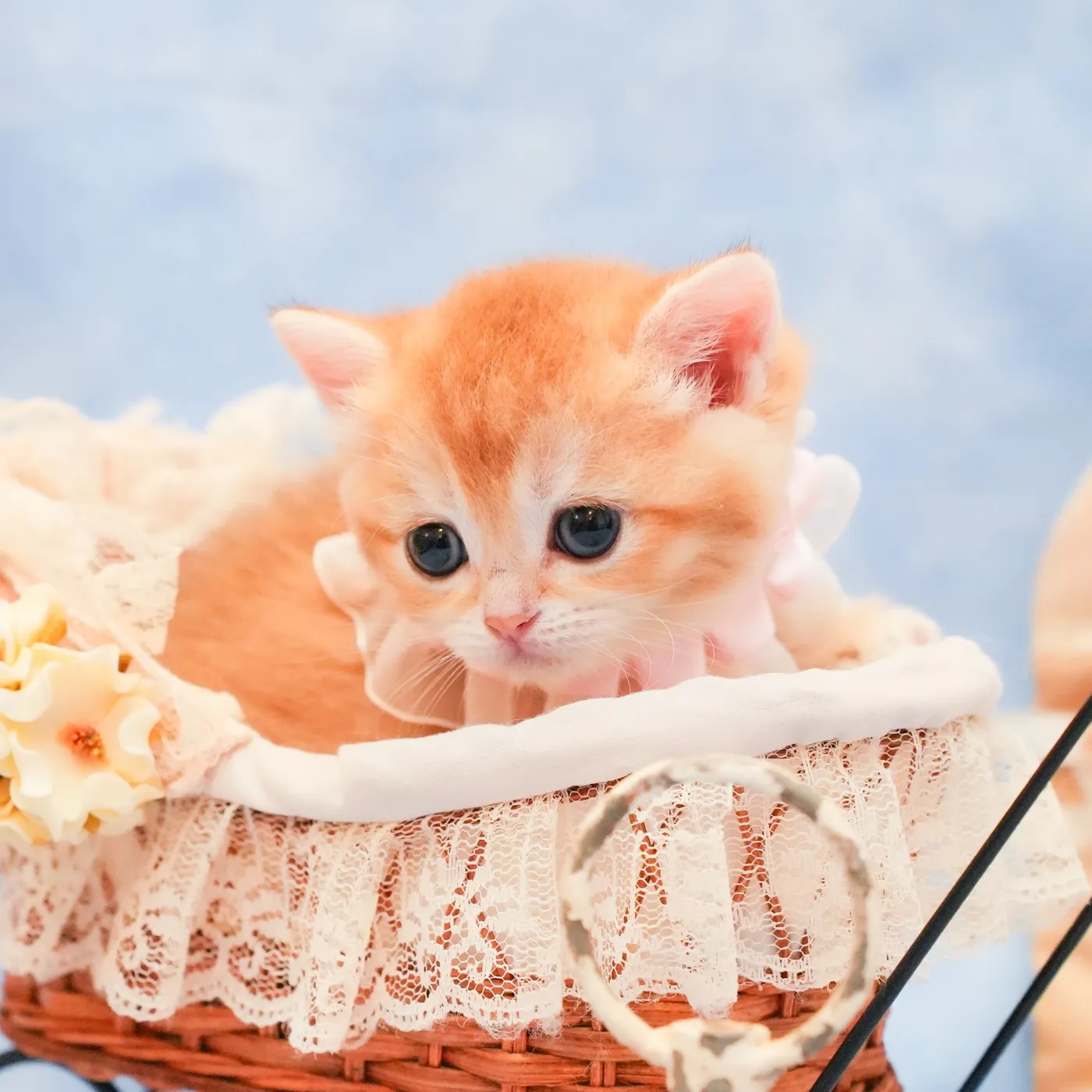ブリティッシュのピンクちゃんの写真2