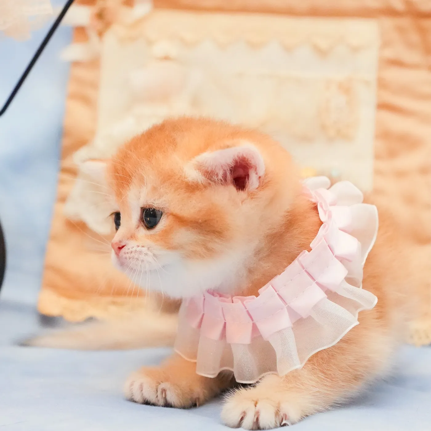 ブリティッシュのピンクちゃんの写真5