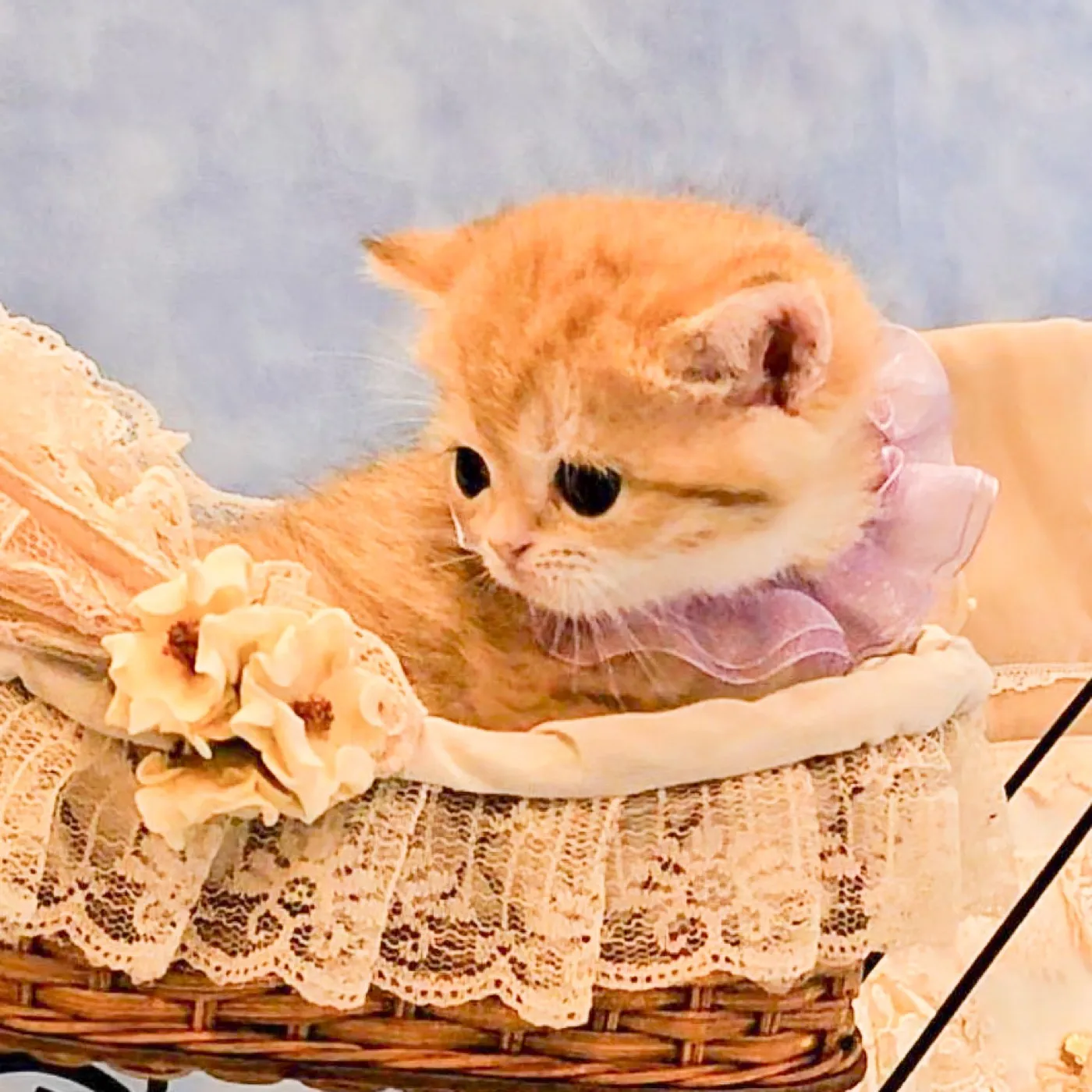 ブリティッシュのパープルくんの写真3