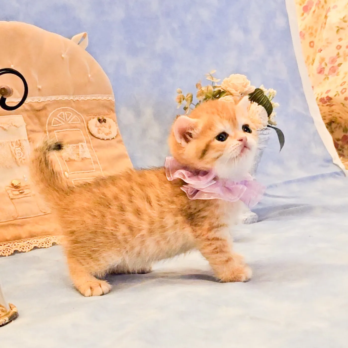 ブリティッシュのパープルくんの写真4