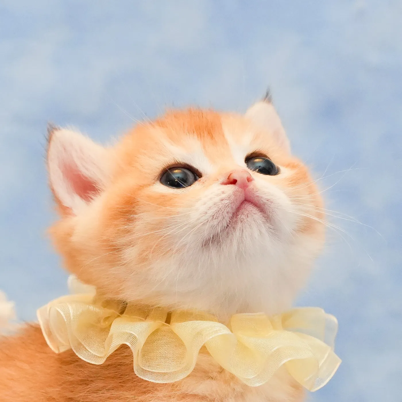 ブリティッシュのイエローくんの写真2