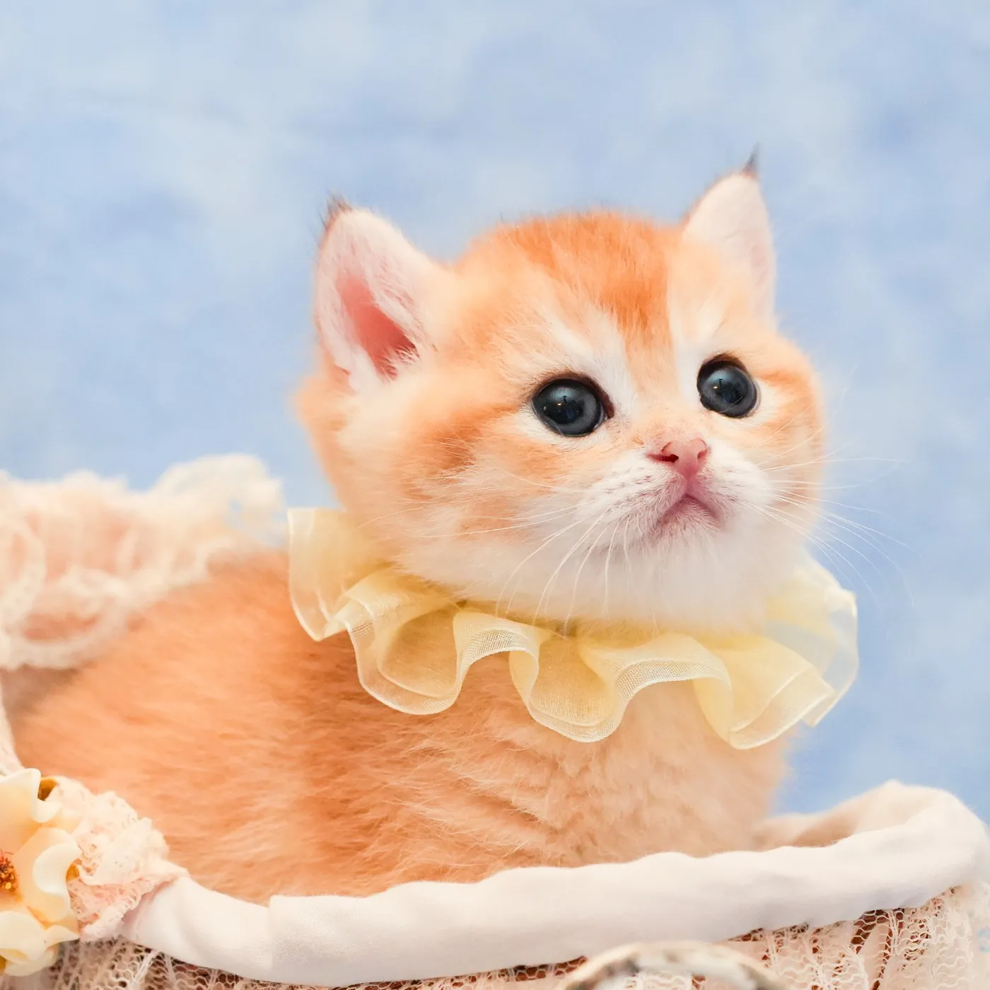 ブリティッシュのイエローくんの写真4