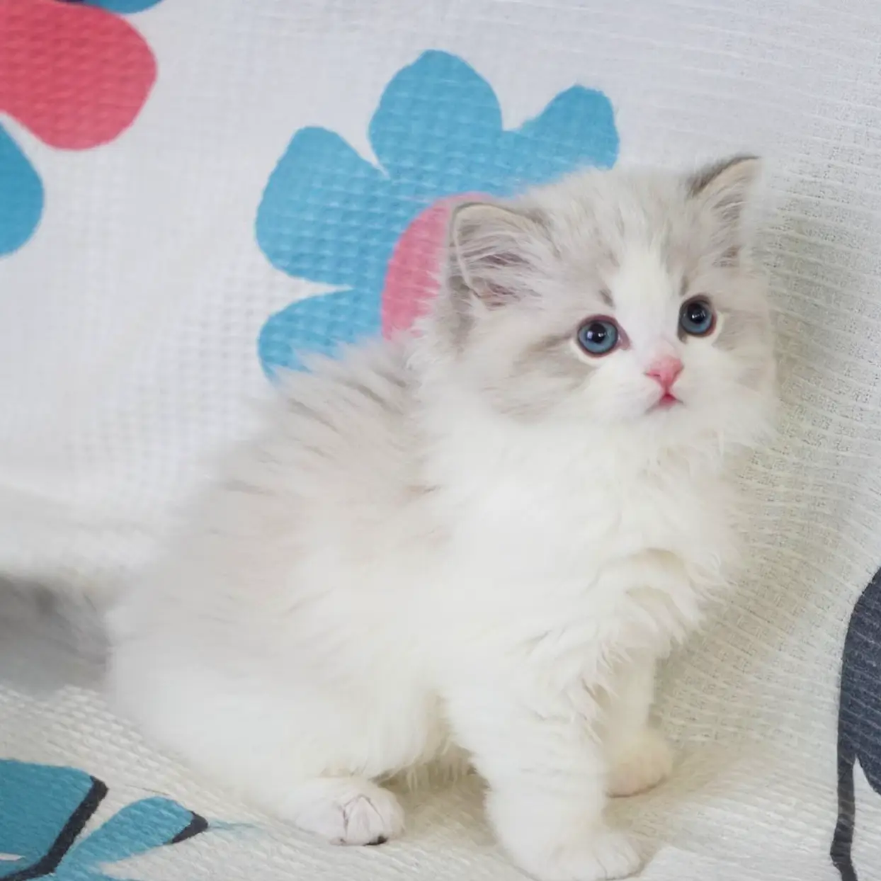 ラグドールの猫