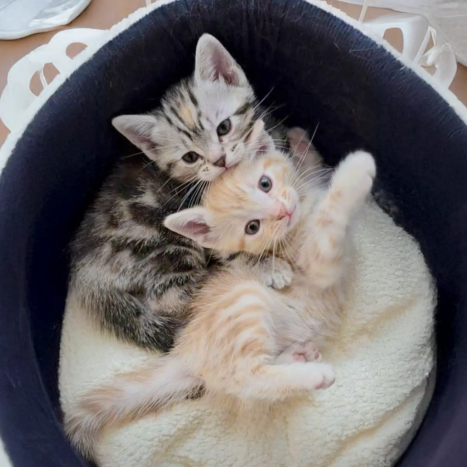 アメリカンショートヘアの猫