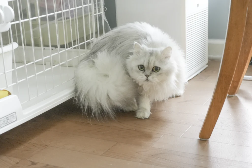 猫舎の特徴