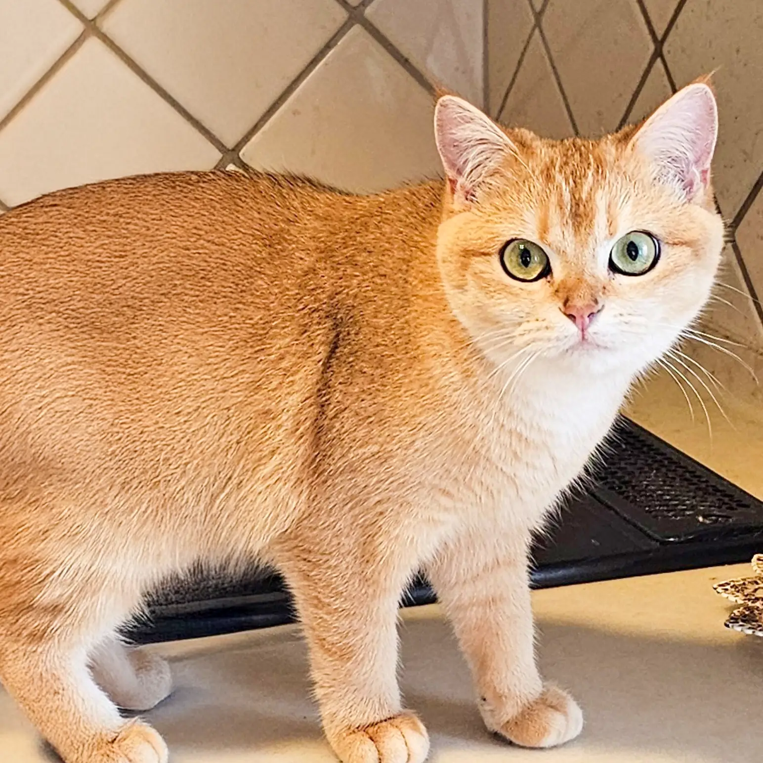 ブリティッシュショートヘアの猫