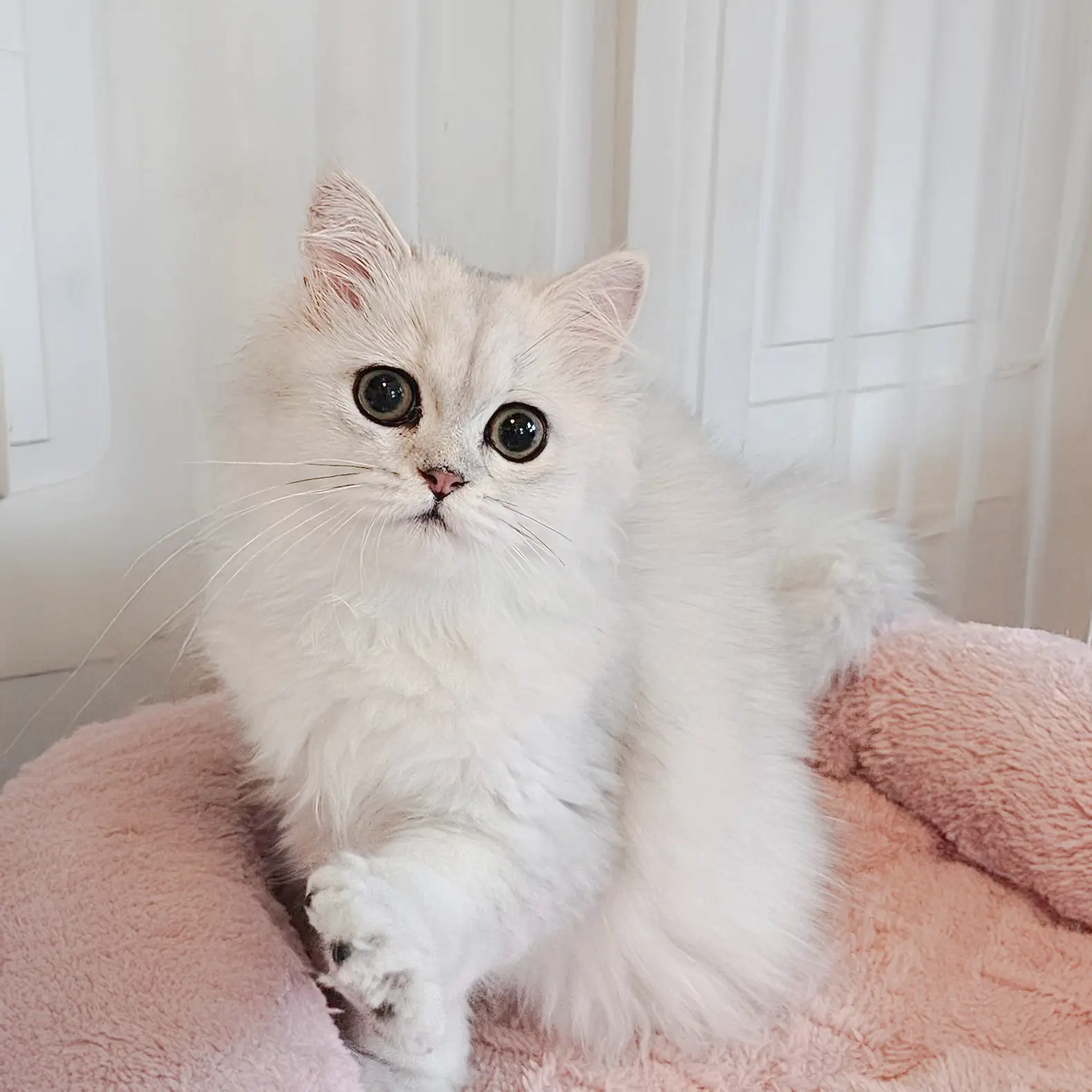 ペルシャの猫