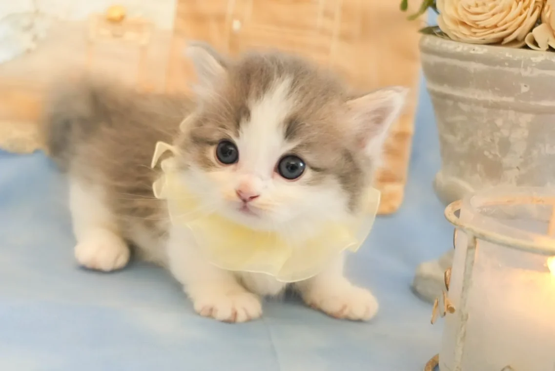 猫舎シャンテの子猫
