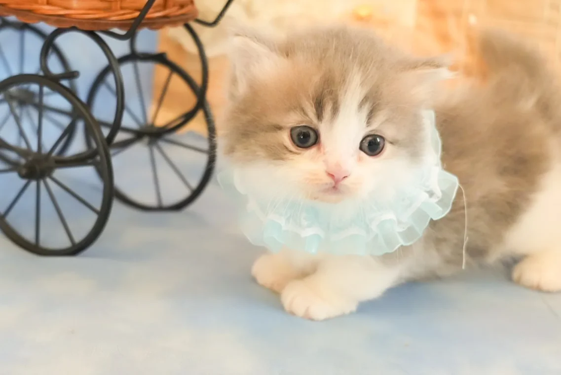 猫舎シャンテの子猫