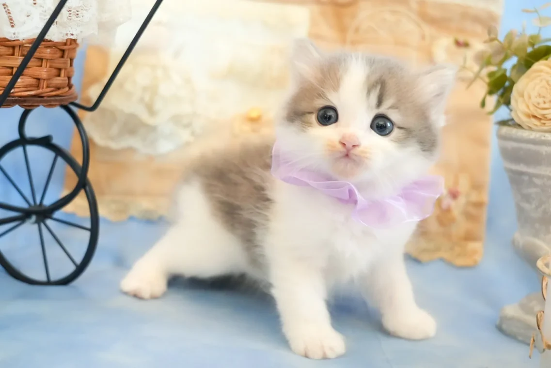 猫舎シャンテの子猫
