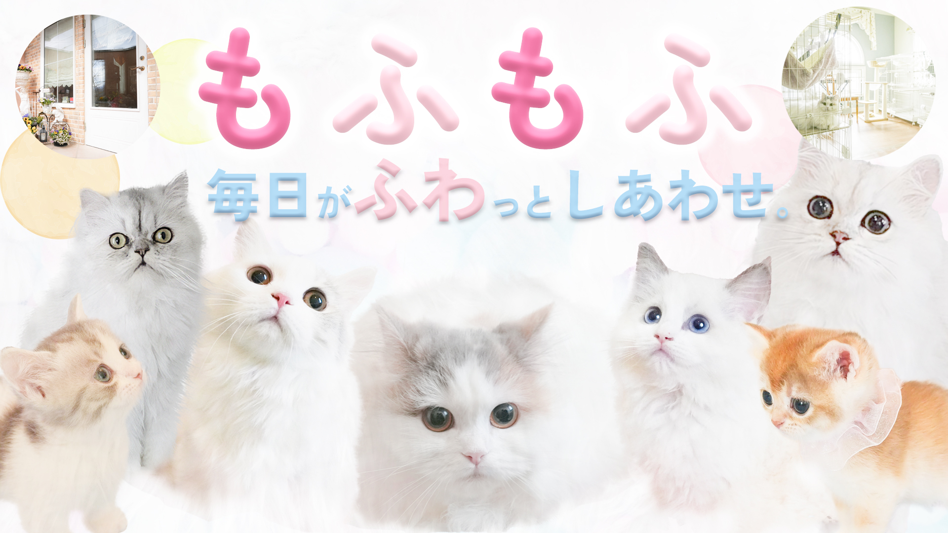 もふもふで毎日がふわっとしあわせ。猫舎シャンテの子猫たち