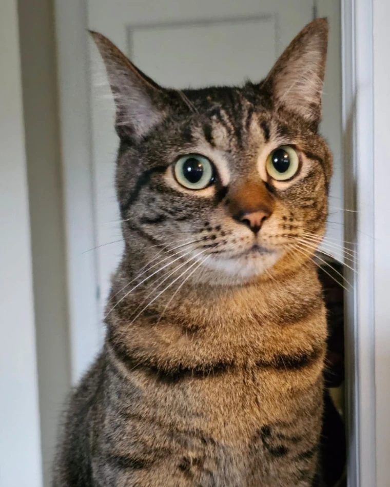 猫舎シャンテの由来となった保護猫シャンテくん