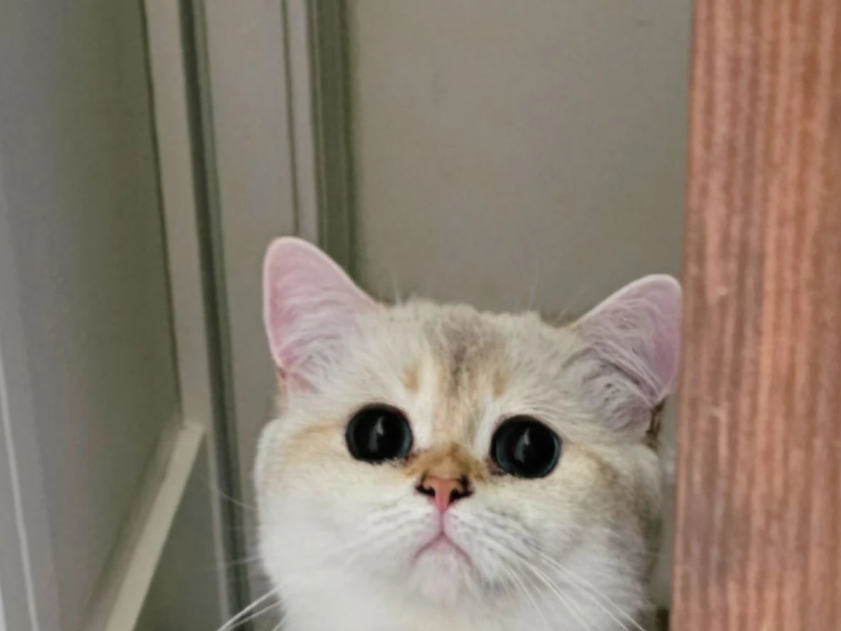 パパ猫 ボヌール
