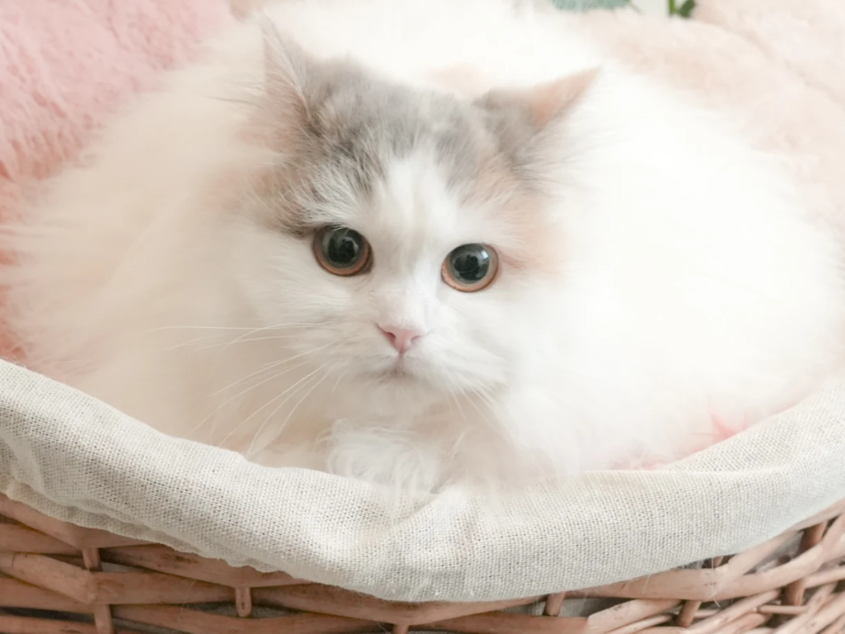 ママ猫 クラリス