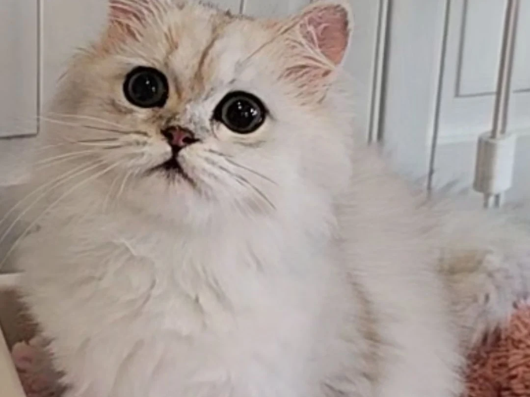 パパ猫 エリック
