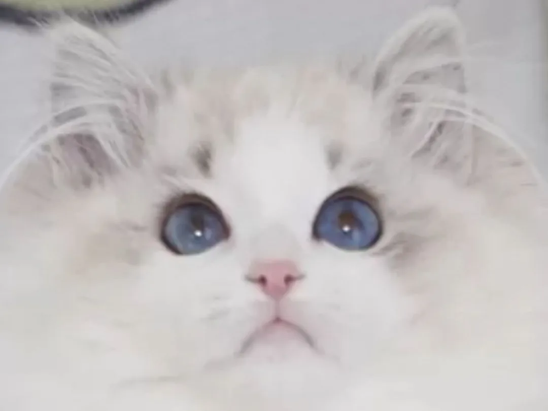 ラグドールのママ猫 シャイン